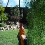 Дачная скульптура. Петух